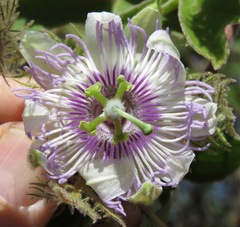 Passiflora arida