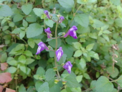 Scutellaria havanensis
