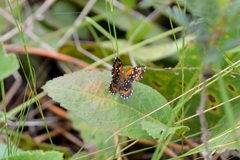 Lemonias stalachtioides