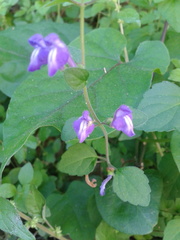 Scutellaria havanensis