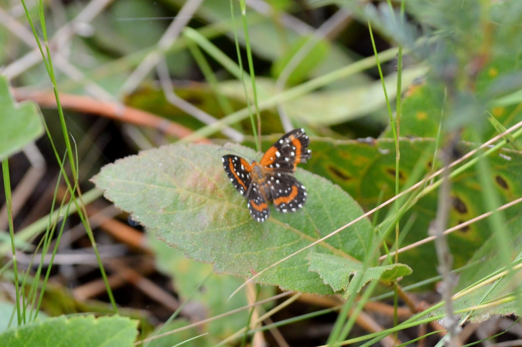 Lemonias stalachtioides