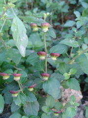 Scutellaria havanensis