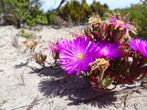Image of Lampranthus ceriseus by (c) Thomas Koffel, some rights reserved (CC BY)