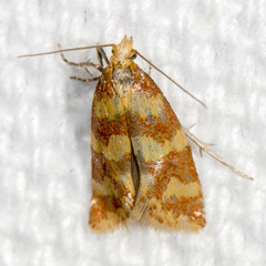 Aethes rutilana