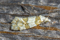 Aethes argentilimitana
