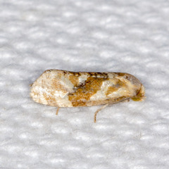 Gynnidomorpha romonana