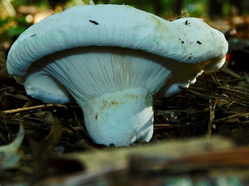 Deceptive Milky (Lactifluus deceptivus)