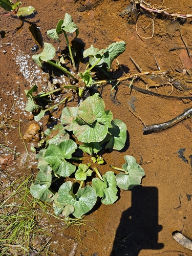 Image of Gunnera perpensa by (c) Nic Knott-Craig, some rights reserved (CC BY-SA)