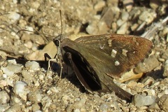 Thorybes dorantes calafia