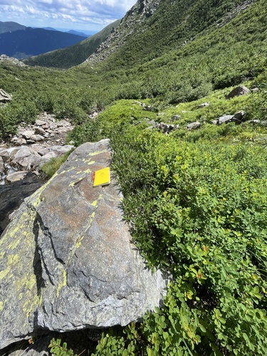 Labrador willow — photo 1