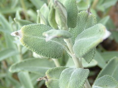 Salvia leucophylla