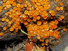 Cheilymenia raripila