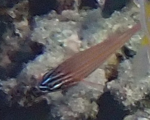 Blue-lined Cardinalfish