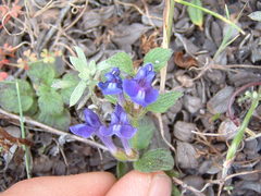Scutellaria tuberosa