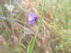 Neogaerrhinum strictum