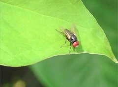 Hydrotaea chalcogaster
