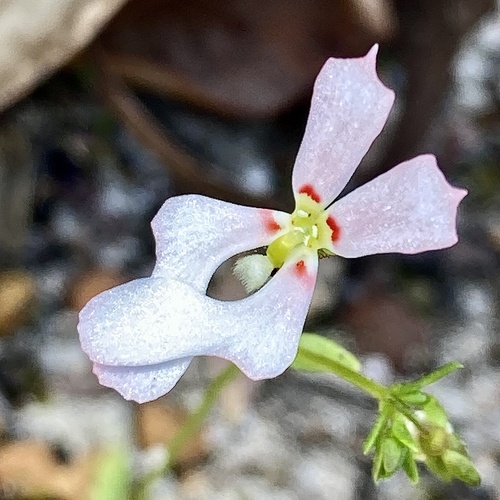 Stylidium androsaceum (Stylidium androsaceum)