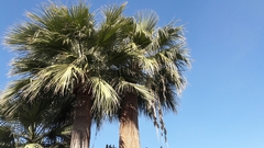 Washingtonia robusta
