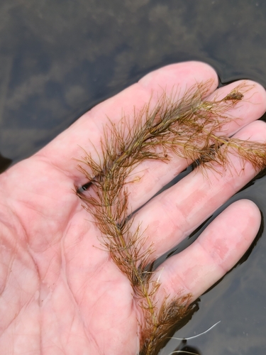 Image of Alternate Water-Milfoil (Myriophyllum alterniflorum) by (c) Norma Malinowski, some rights reserved (CC BY)