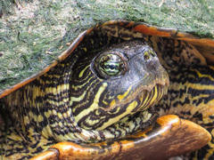 Texas Cooter photo 4