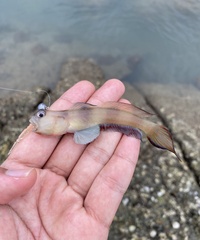 Downing's Shrimpgoby photo 2