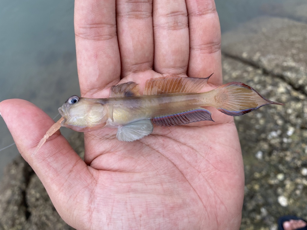Downing's Shrimpgoby