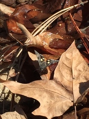 Litocala sexsignata