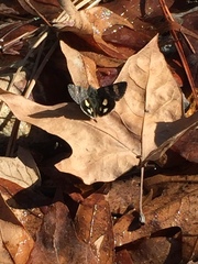Litocala sexsignata