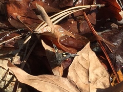 Litocala sexsignata