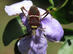 Leptoglossus macrophyllus