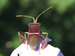 Leptoglossus macrophyllus