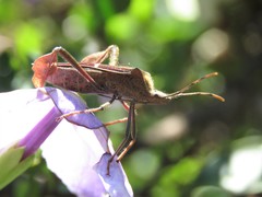 Leptoglossus macrophyllus