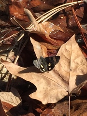 Litocala sexsignata