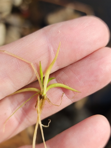 Image of Littorella americana by (c) Norma Malinowski, some rights reserved (CC BY)