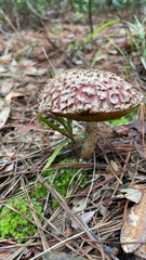 Boletellus ananas image