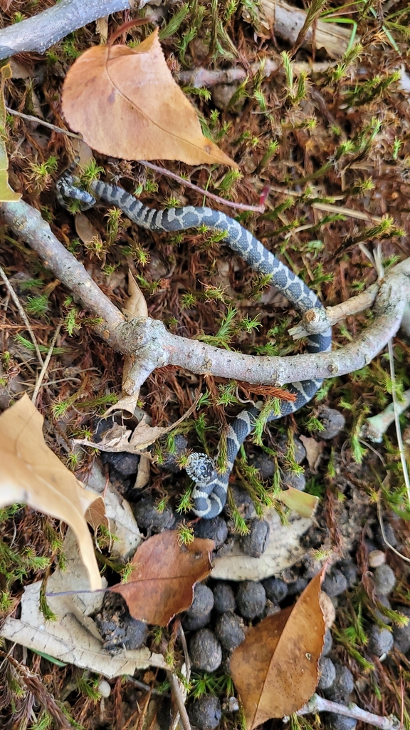 Common watersnake from west mead township pa 16335 usa on october 1