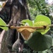 Aristolochia eriantha - Photo (c) mauzinho，保留部份權利CC BY-NC
