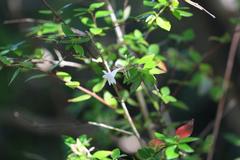 Abelia × grandiflora