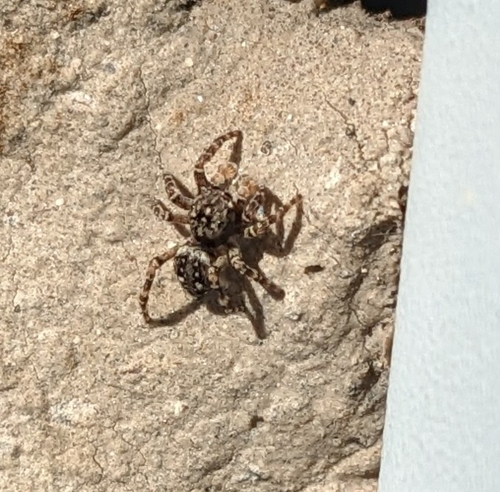 Downy jumping spider photo 5