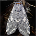 Arachnis picta - Photo (c) Julia Markey,  זכויות יוצרים חלקיות (CC BY-NC), הועלה על ידי Julia Markey