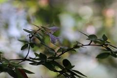 Abelia × grandiflora