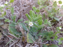 Lithospermum matamorense
