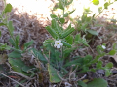 Lithospermum matamorense