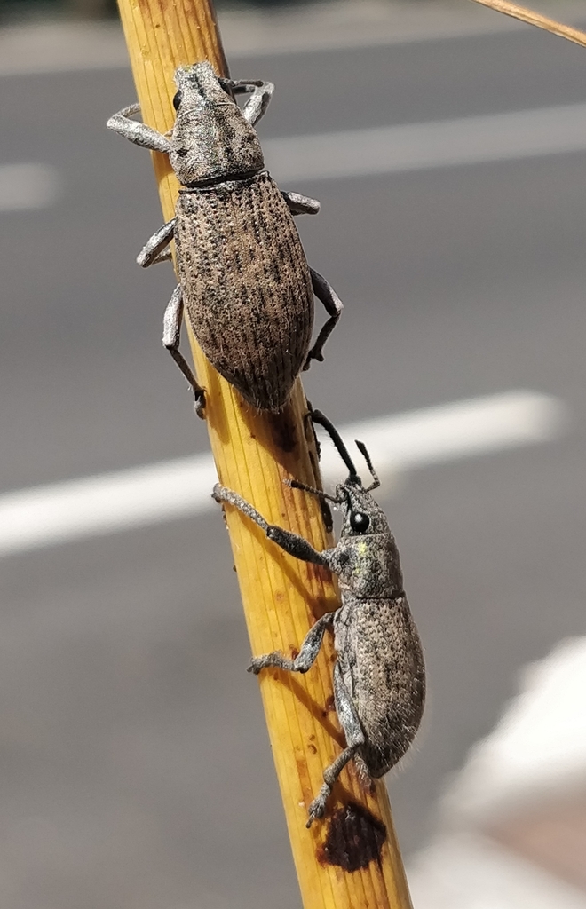 Herpisticus gomerensis