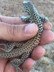 Aspidoscelis tigris tigris