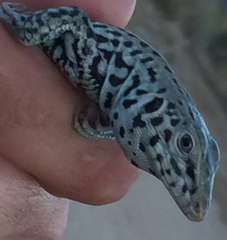 Aspidoscelis tigris tigris