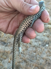 Aspidoscelis tigris tigris