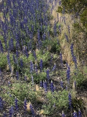 Lupinus havardii