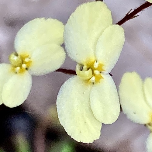 Stylidium acuminatum (Stylidium acuminatum)