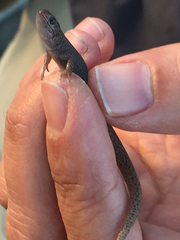 Xantusia vigilis